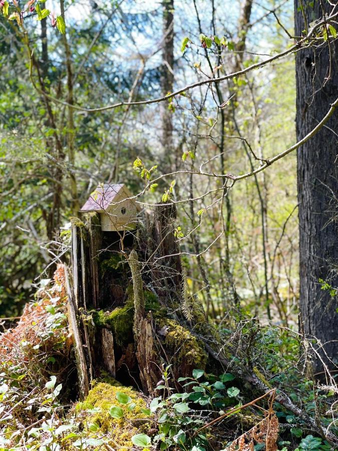 Mt Rainier Little Green Cabin On Big Creek! 阿什福德 外观 照片