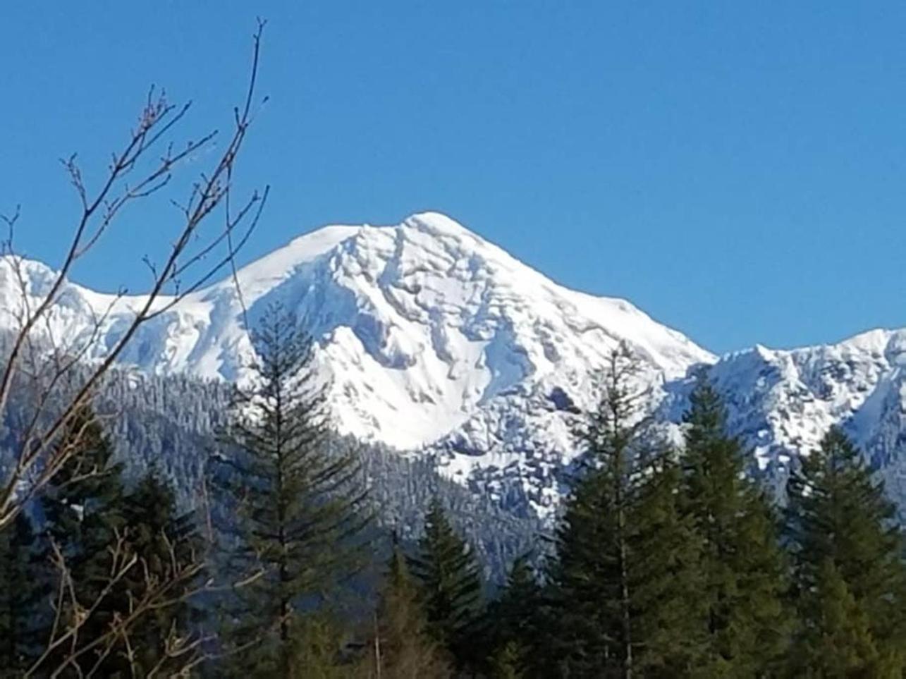 Mt Rainier Little Green Cabin On Big Creek! 阿什福德 外观 照片